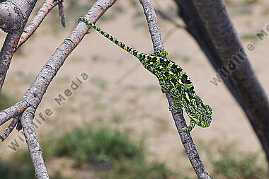 Europäisches Chameleon