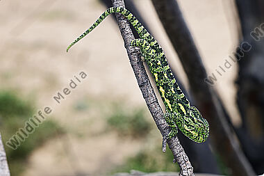 Europäisches Chameleon
