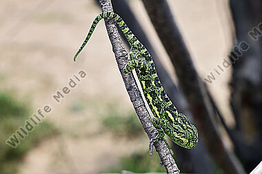 Europäisches Chameleon