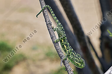 Europäisches Chameleon