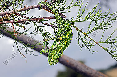 Europäisches Chameleon
