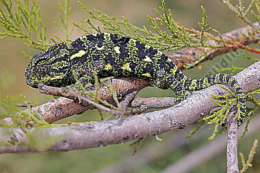 Europäisches Chameleon