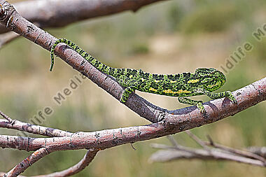 Europäisches Chameleon