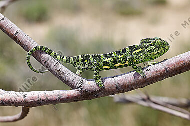 Europäisches Chameleon