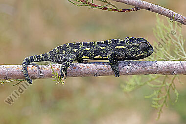 Europäisches Chameleon