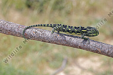 Europäisches Chameleon