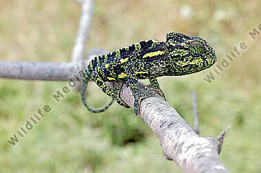 Europäisches Chameleon