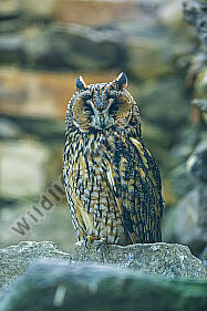 Waldohreule Asio otus
