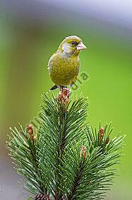 Grünfink Männchen Chloris chloris