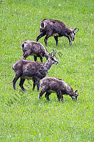 Gams Rupicapra rupicapra mit Kitzen im Frühjahr