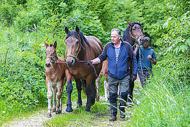 Pferde Epuus auf dem Weg zur Weide