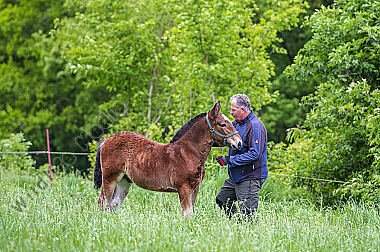 Pferde Epuus Fohlen auf der Weide