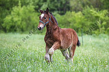 Pferd Epuus Fohlen auf der Weide