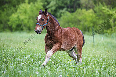 Pferd Epuus Fohlen auf der Weide