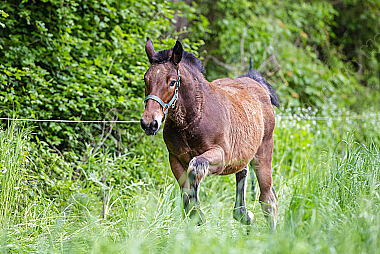 Pferd Epuus auf der Weide