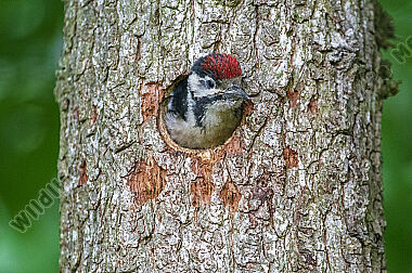 Buntspecht Dendrocopos major Jungvogel