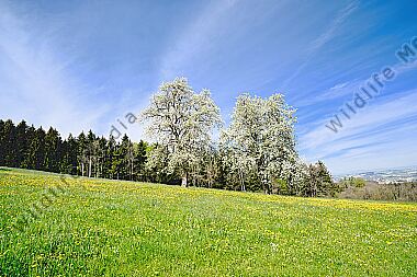 Mostbaumblüte