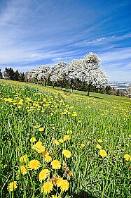 Mostbaumblüte