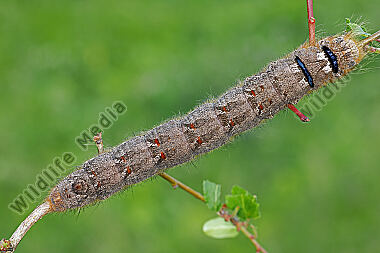 Kupferglucke Raupe