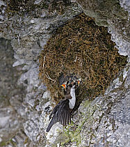 Wasseramsel