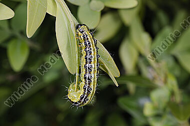 Buchsbaumzünsler Raupe
