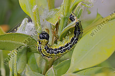 Buchsbaumzünsler Raupe