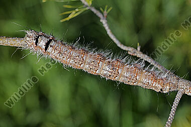Kiefernspinner Raupe