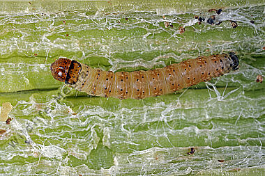 Pestwurzeule Raupe