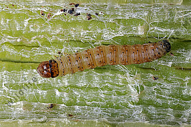 Pestwurzeule Raupe