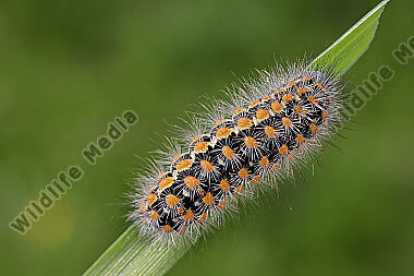 Trauerspinner Raupe