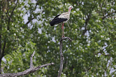 Weißstorch