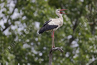 Weißstorch