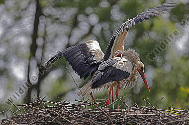 Weißstorch