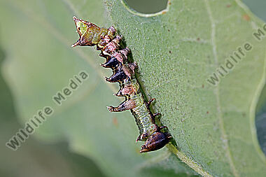 Pergamentspinner halberwachsene Raupe