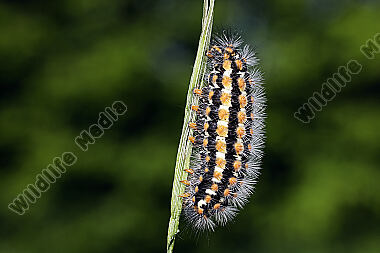 Trauerspinner Raupe