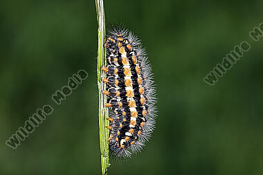 Trauerspinner Raupe