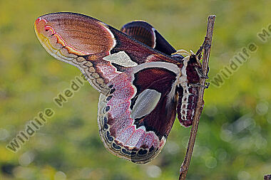 Pfauenspinner Rothschildia erycina