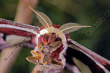 Pfauenspinner Rothschildia erycina