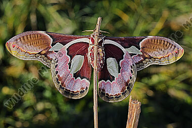 Pfauenspinner Rothschildia erycina