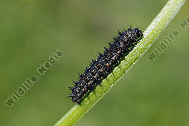 Kleiner Perlmuttfalter halberwachsene Raupe