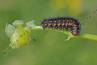 Kleiner Perlmuttfalter Raupe