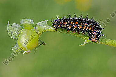 Kleiner Perlmuttfalter Raupe