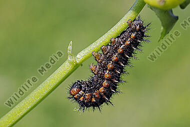 Kleiner Perlmuttfalter Raupe