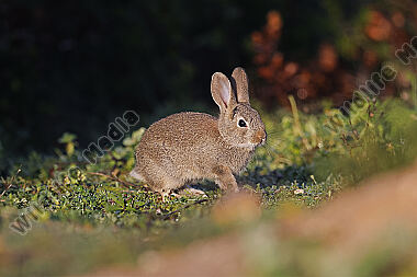 Wildkaninchen