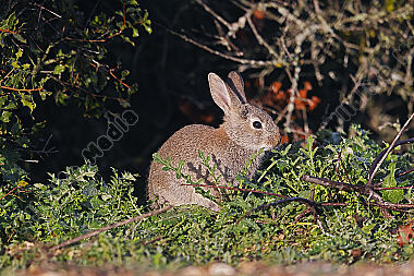 Wildkaninchen