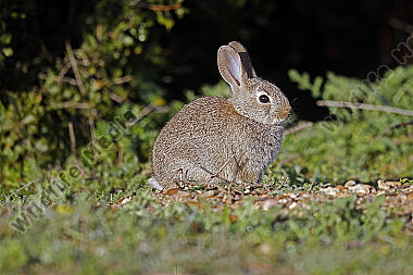 Wildkaninchen