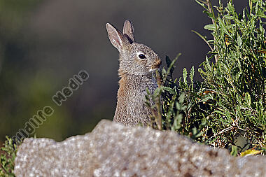Wildkaninchen