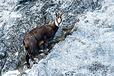 Gamsbock Rupicapra rupicapra im Winter