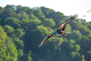 Seeadler im Flug Haliaeetus albicilla