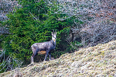 Gamsbock Rupicapra rupicapra im Frühjahr